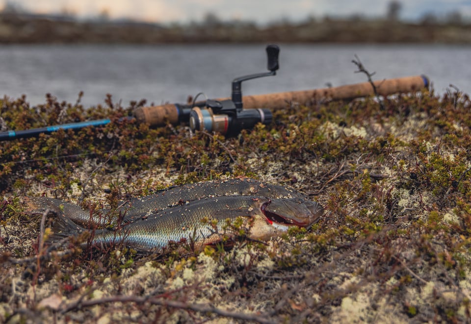 To fisk og en fiskestang foran et vann