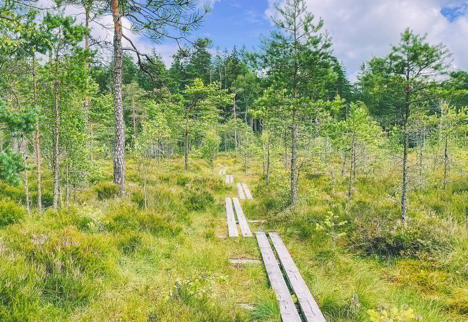 Klopper som baner vei gjennom et frodig, grønt skogkledd våtmark under en delvis overskyet himmel.