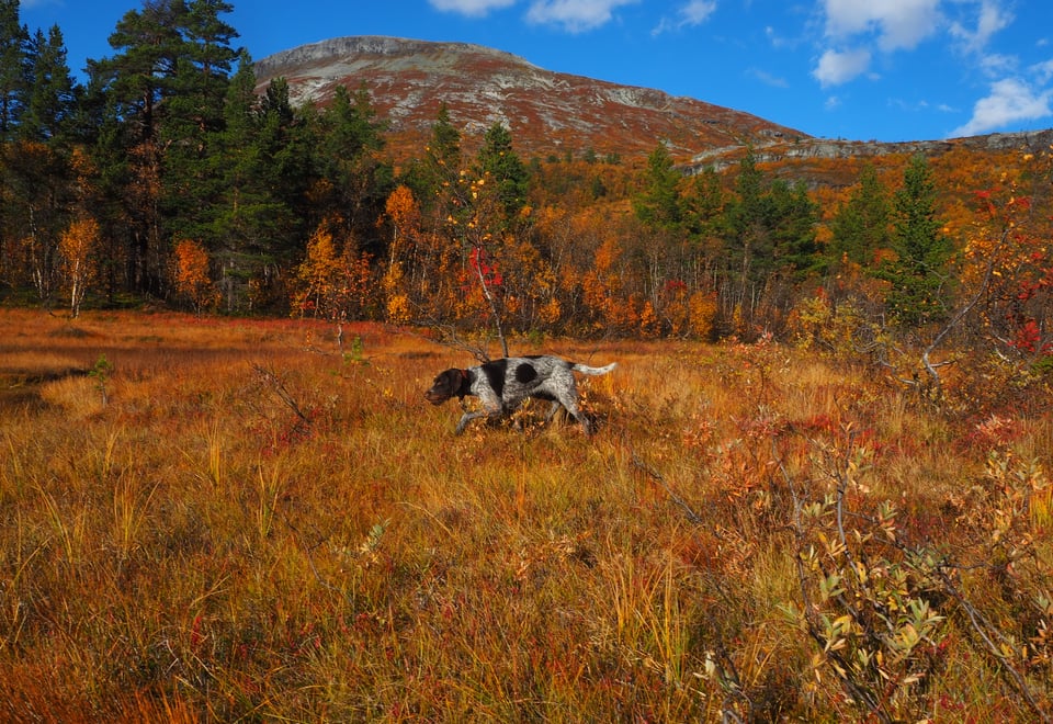 En hund i landskap med gylne høstfarger med skog, fjell og blå himmel til bakgrunnen.