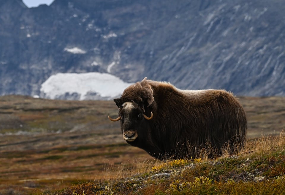 En moskus som står på en grønn slette