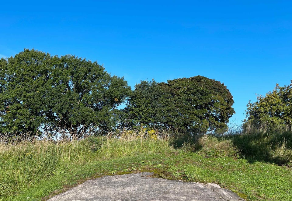 En fjellknaus med gress og trær i bakgrunnen. Foto. 