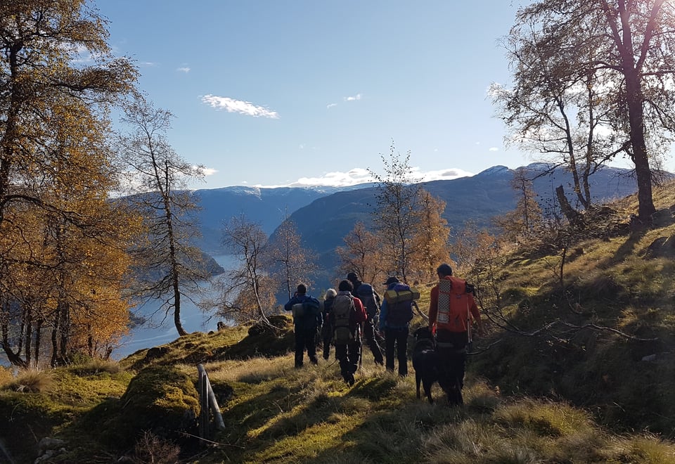 Blå himmel, haustfarga tre, og turfolk gåande mot Ulvikafjorden.