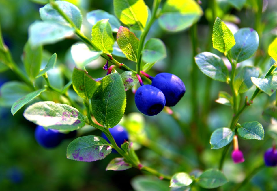 Blåbær