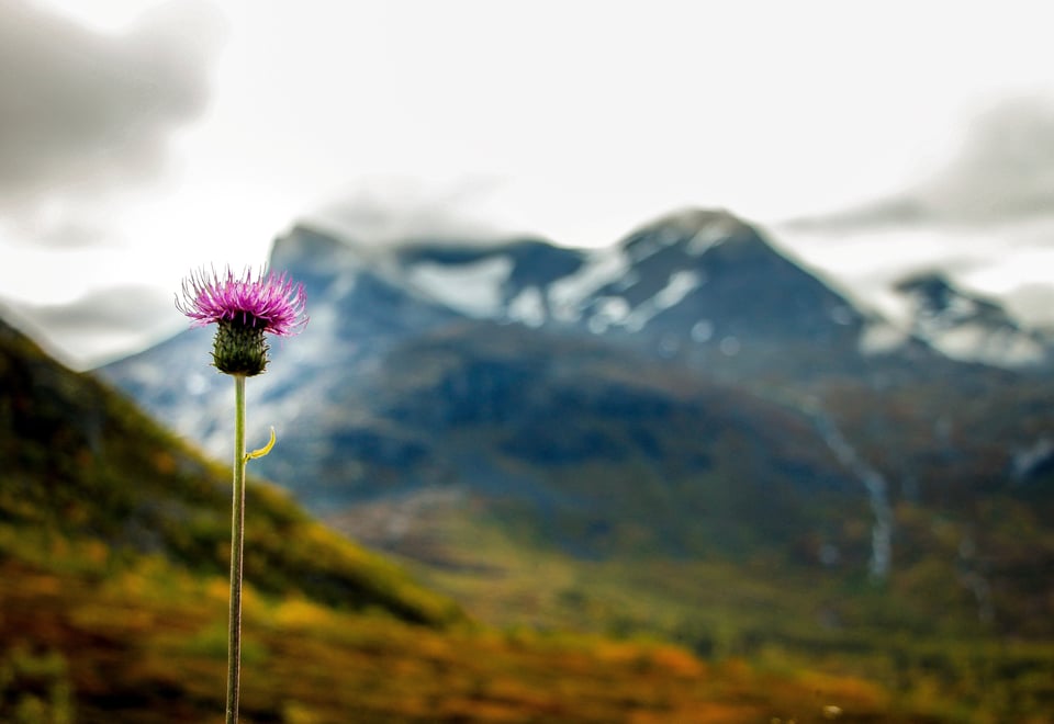 DNT ung-fellestur i Tafjordfjella 