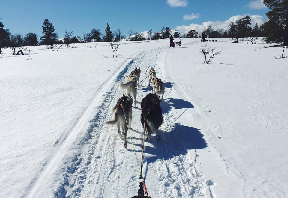 Hundekjøring
