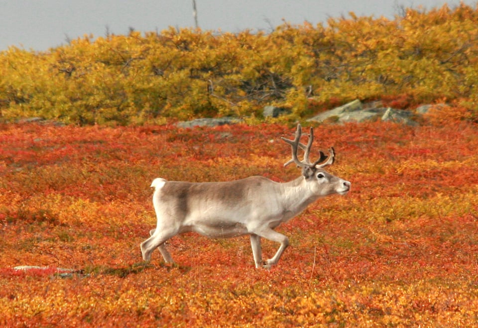 Høst og reinsdyr i Vadsø Vadsø i Finnmark 