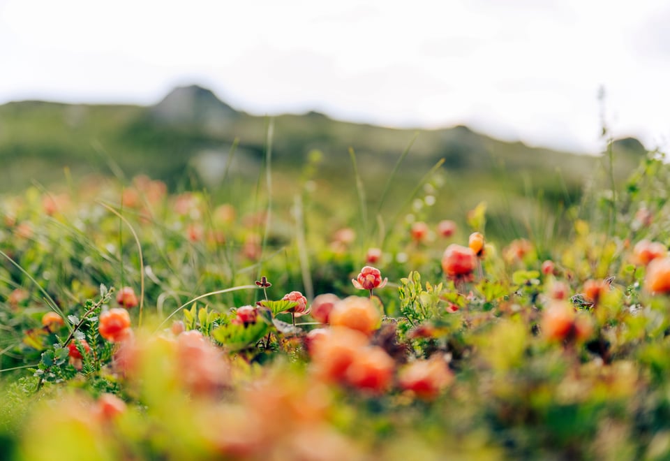 Fra ruta mellom Høgevarde og Toveseter. Sommeren 2021.