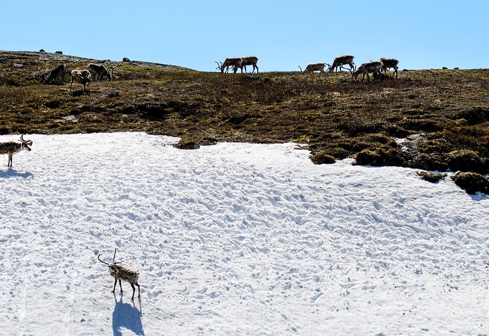 villrein på snø i fjellet