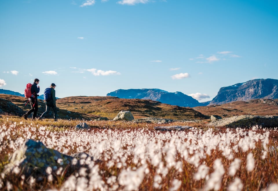 To voksne med sekk går tur på fjellet. Foran på bildet er det masse myrull, og bak er det fjell