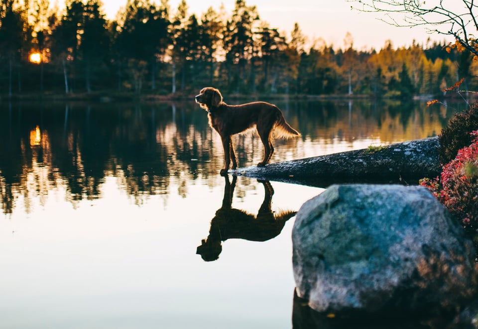 Hund på svaberg ved skogsvann