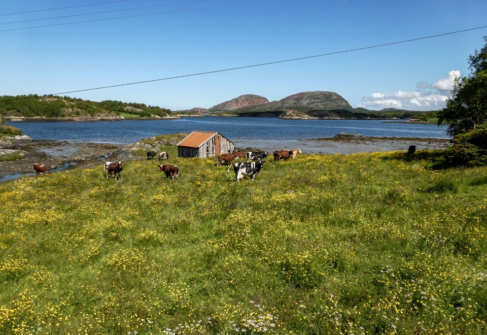 Et flatt åpent landskap dekket av grønn vegetasjon, med en liten hytte i bakgrunnen, der bakken slutter og blir til vann (enten en innsjø eller fjord). Fjell i bakgrunnen. Skyfri himmel. 