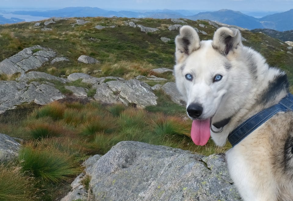 En hund på fjellet kikker i kamera med tungen hengende ut.