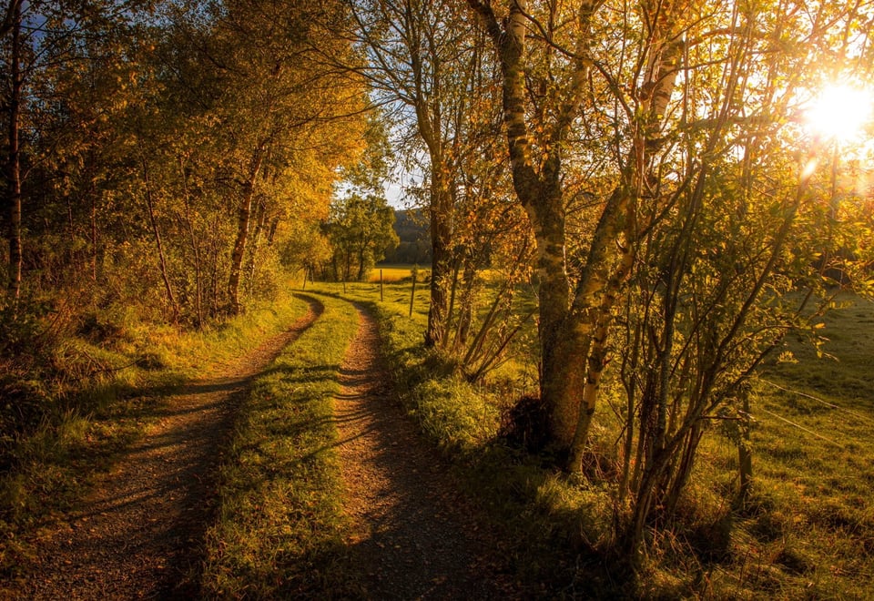 Et høstbilde av en kjerrevei som går fra synspunktet og rett fram inn i bildet. Trær fulle av gule løv langs venstre side av veien, og trær som har mistet nesten alle sine gule løv står langs høyre side av veien. Solen kan skimtes mellom grenene helt på høyre kant av bildet. 