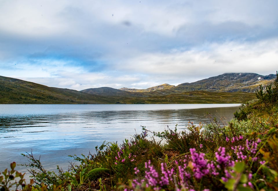 En innsjø, med rosa blomster og gress i forgrunnen, med fjell i bakgrunnen. Mye hvite skyer på himmelen.