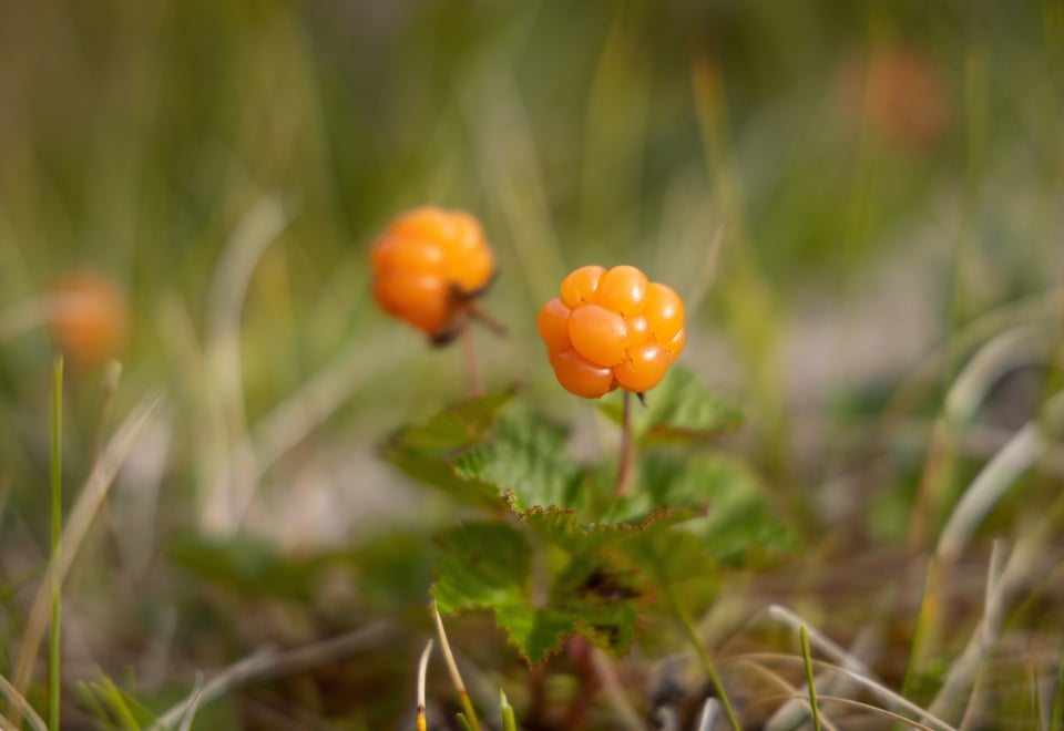 Stavali, august 2023.