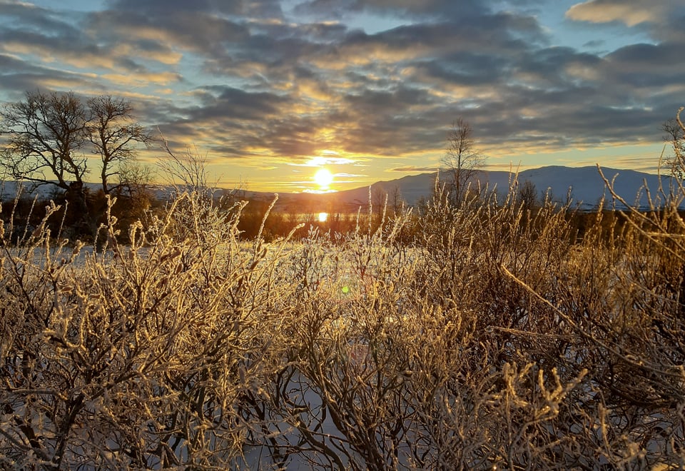 Et froskeperspektiv av en eng full av høye strå, alle dekket med frost, mens solen går ned bak fjellene i bakgrunnen