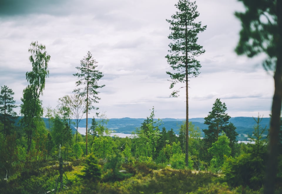 DNT-tur til Skåråfjelltoppen mai 2022 med Notodden og Hjartdal Turlag. Skog, grå himmel, sommer, grønt