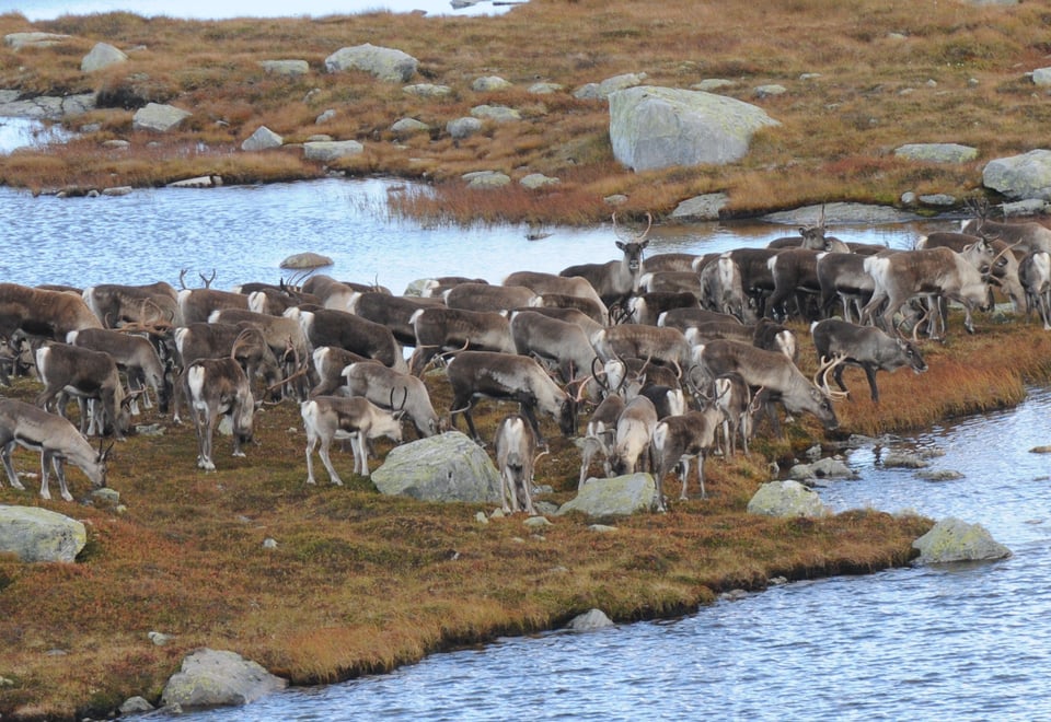 flokk med villrein som står ved et vann.