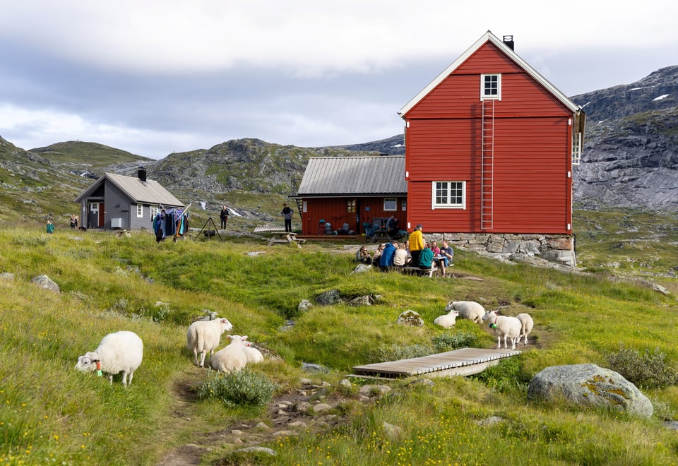 Noen sauer beiter foran rødmalt hytte i høyfjellet.