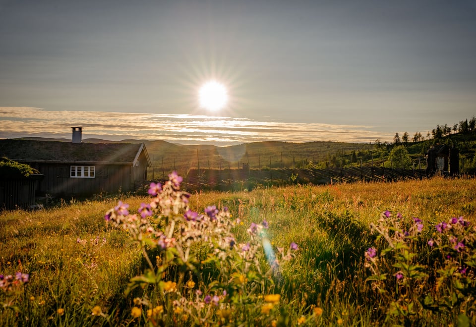 Liomseter og Langsua