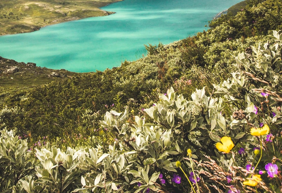 Fjellblomster med fine farger ved Gjende.