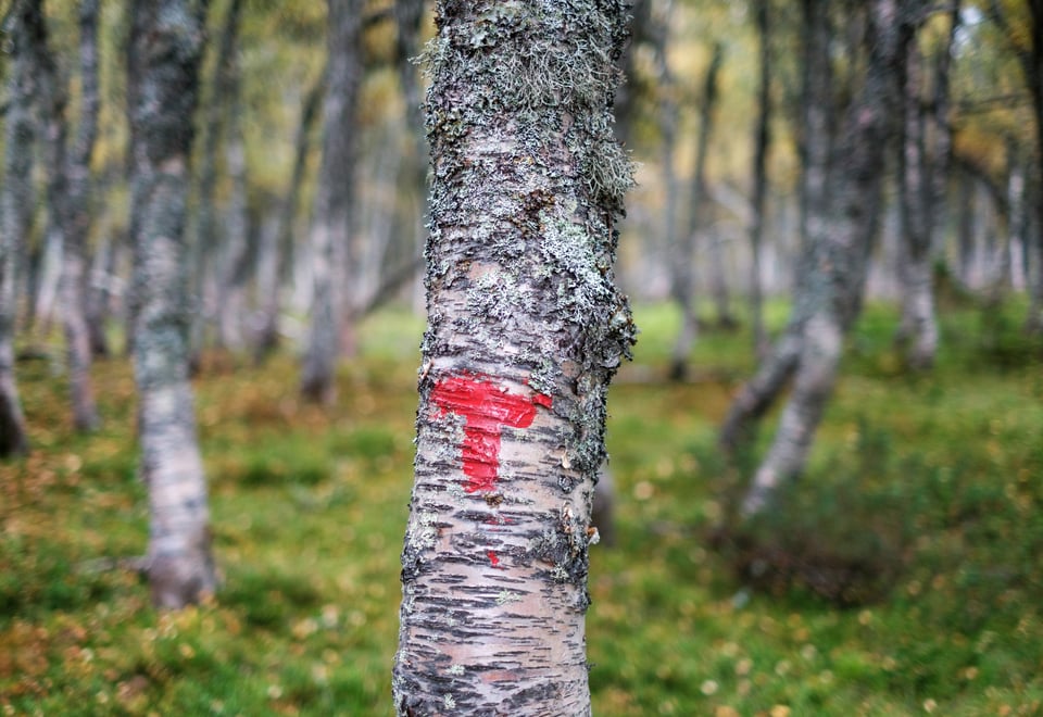 Bilder fra stien mellom Bleskestad og Bleskestadmoen turisthytte. Landskapsvernområde, høst, tåke, furuskog, bjørkeskog. Rød T, merking, natur.