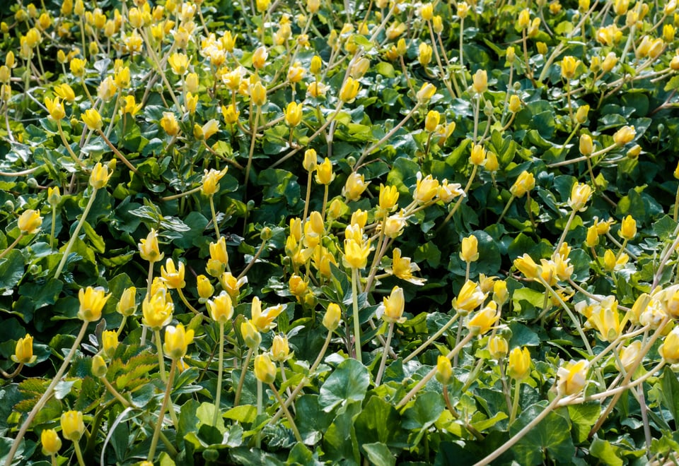 Bilder fra turen Sola - Ølberg - Vigdel. Stikkord: Solastranden, Solastranda, Jærstrendene, kyst, turforslag. Vårkål, blomster, natur.