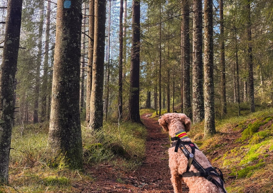 Hund på tur