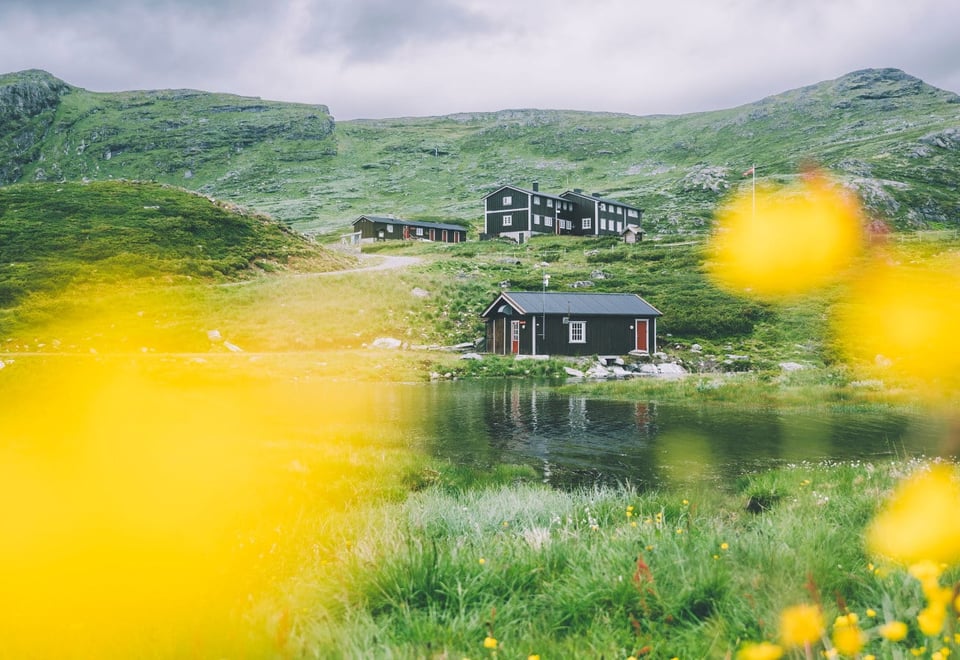 Gule blomster i forgrunnen av Iungsdalshytta i et grønt fjellandskap med et lite vann foran