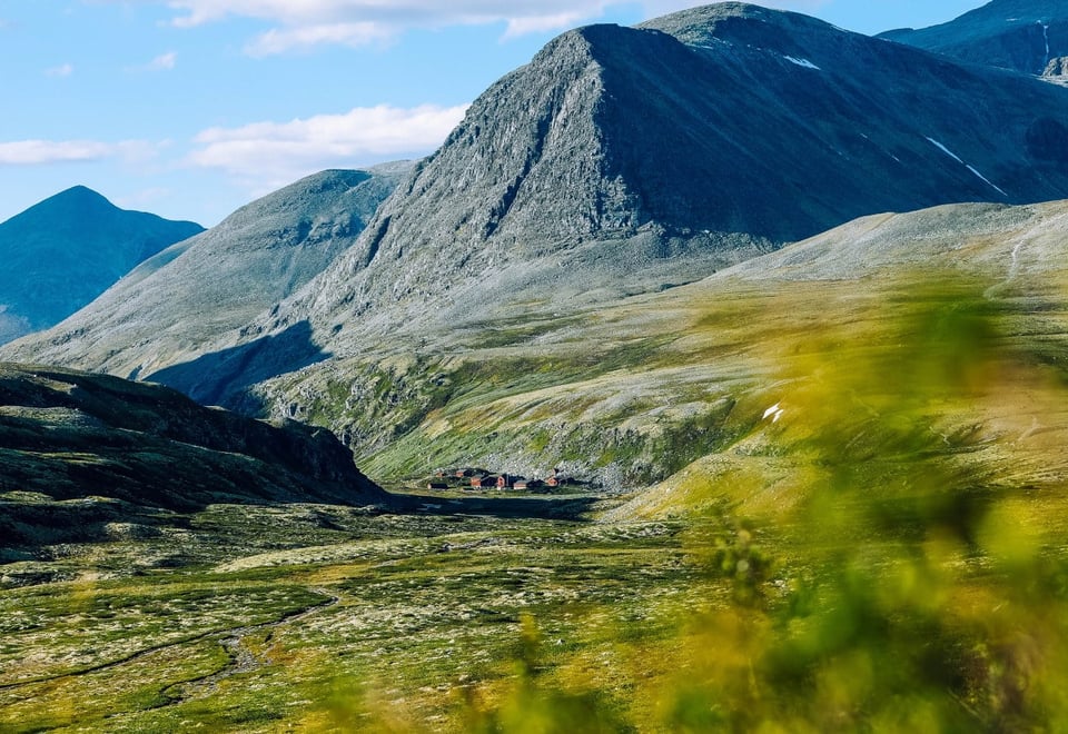 En grønn busk i forgrunnen av et relativt spisst fjell i bakgrunnen