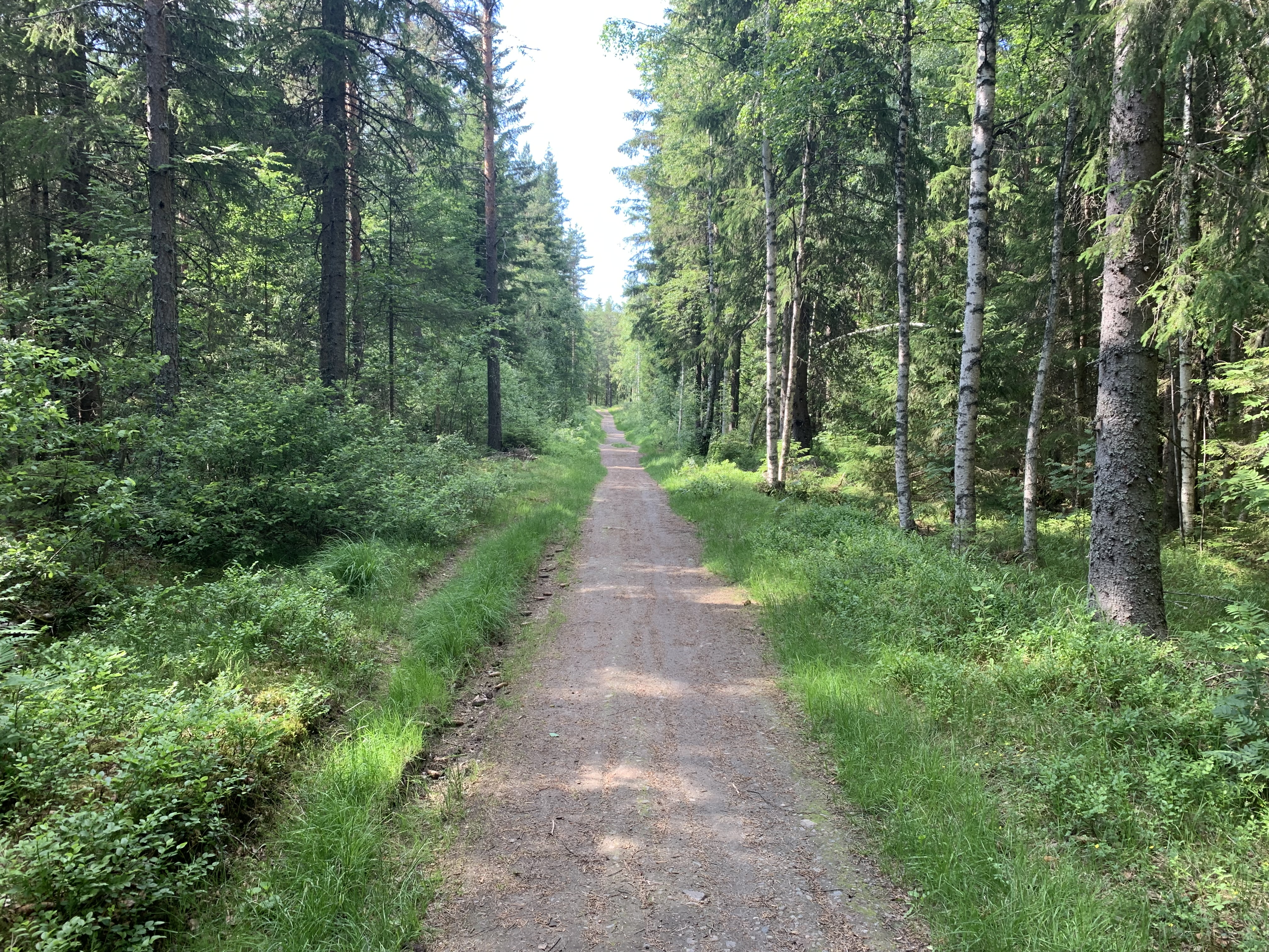 Skogsvei