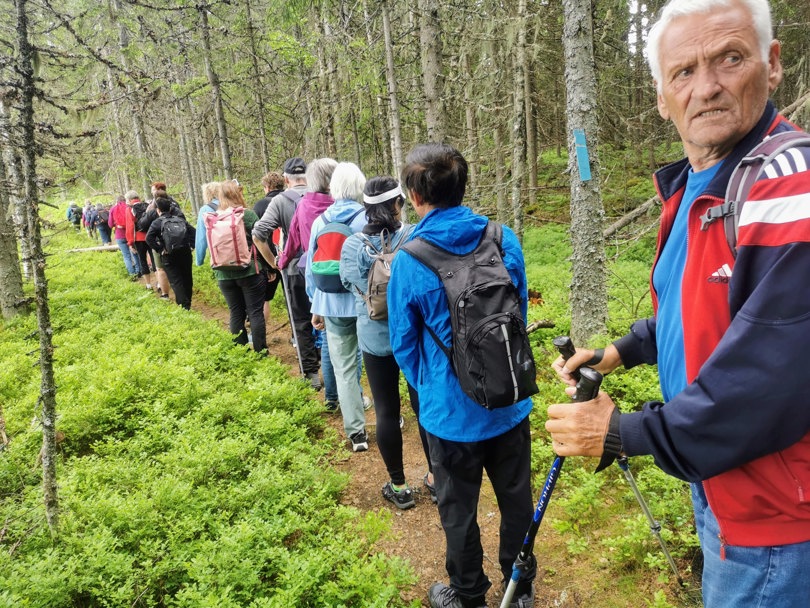Lang rekke i skogen