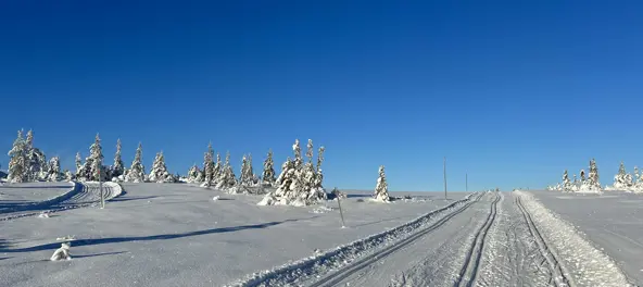 Skiløyper på Hedmarksvidda.