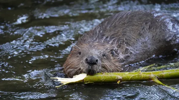 Bever som svømmer med pinne