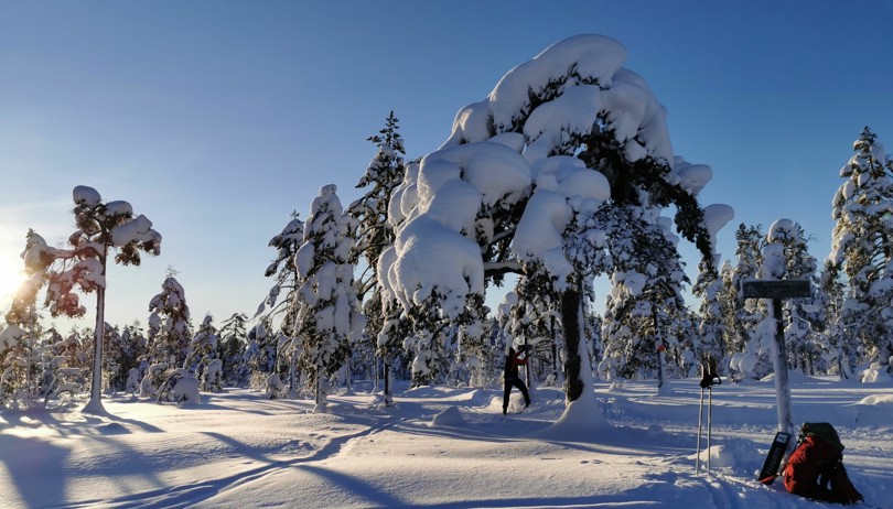 Skiløper står under et snøtungt tre i skogen.