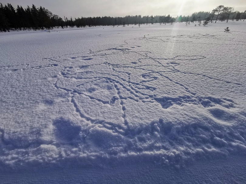 Spor etter orrhane i snøen.