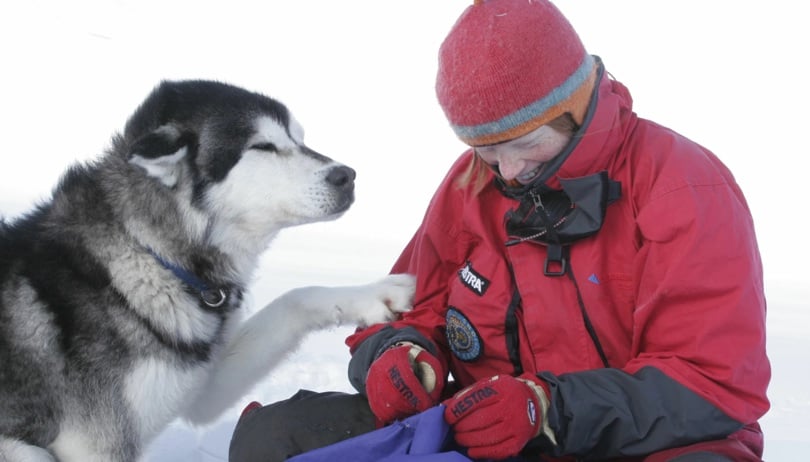 Svart og hvit hund sitter ved siden av kvinne i rød jakke. 