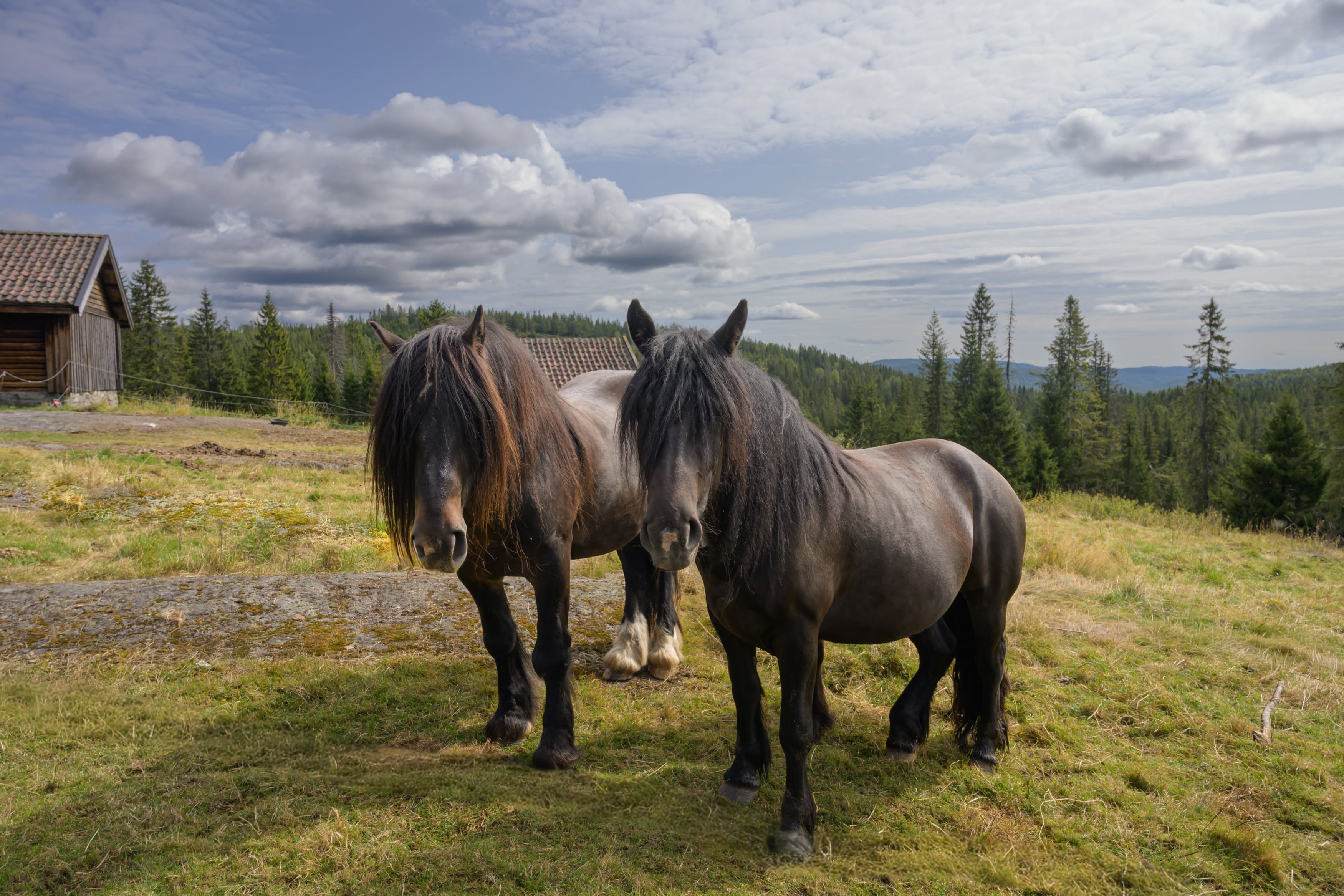 flotte hester