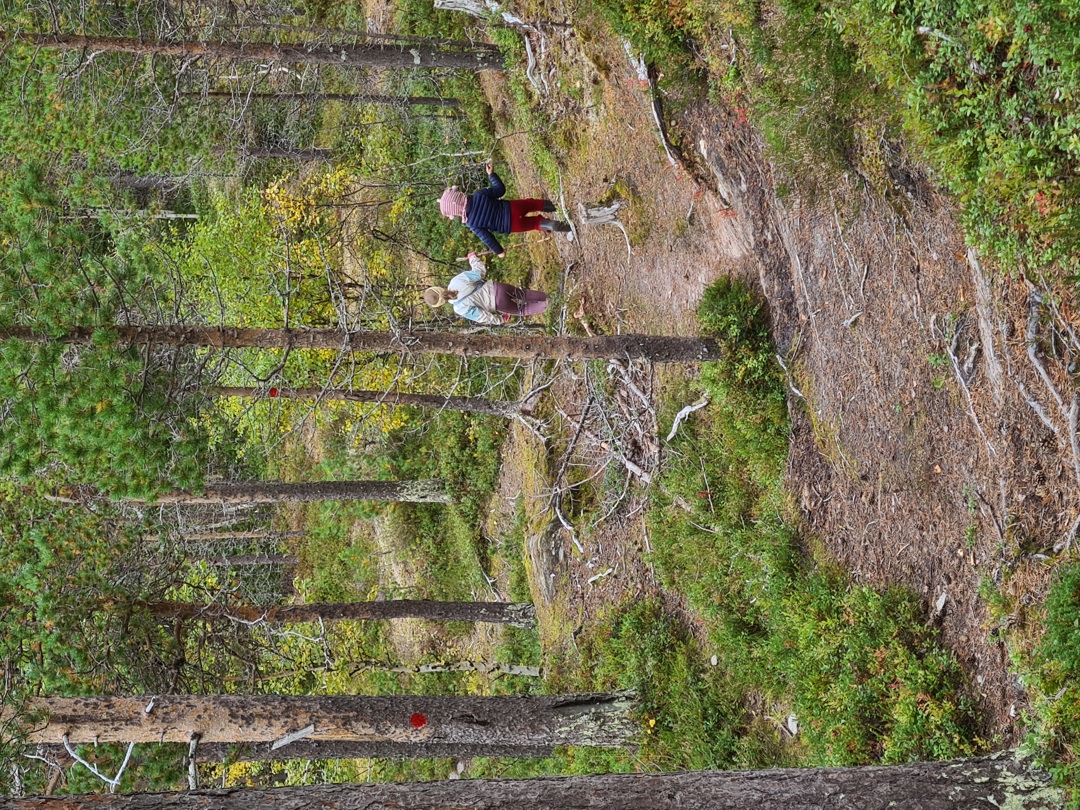 Barn som går innover en grønn skog
