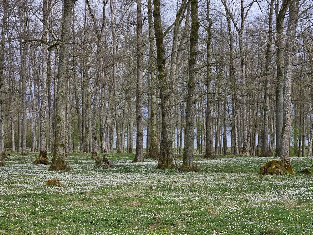 Borreparken i april