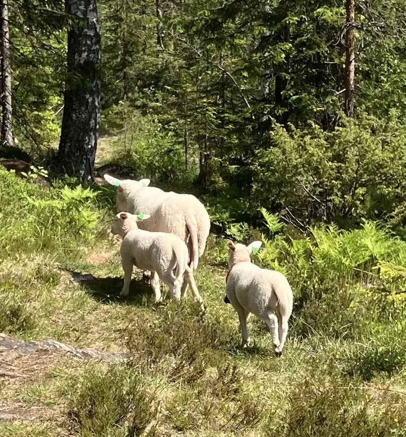 Takk for følget