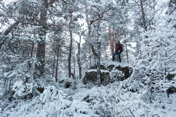 Vinterskog