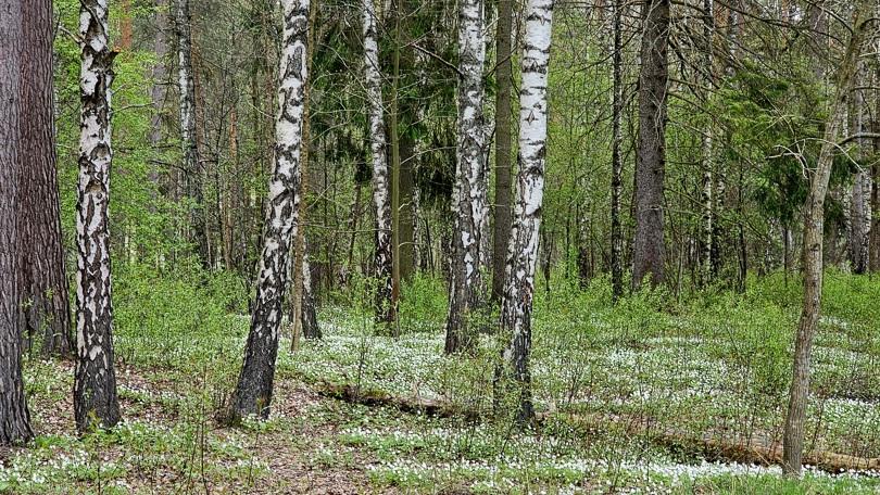 Hvitveis