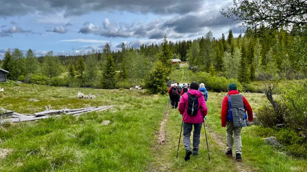 Vandrere går på sommersti