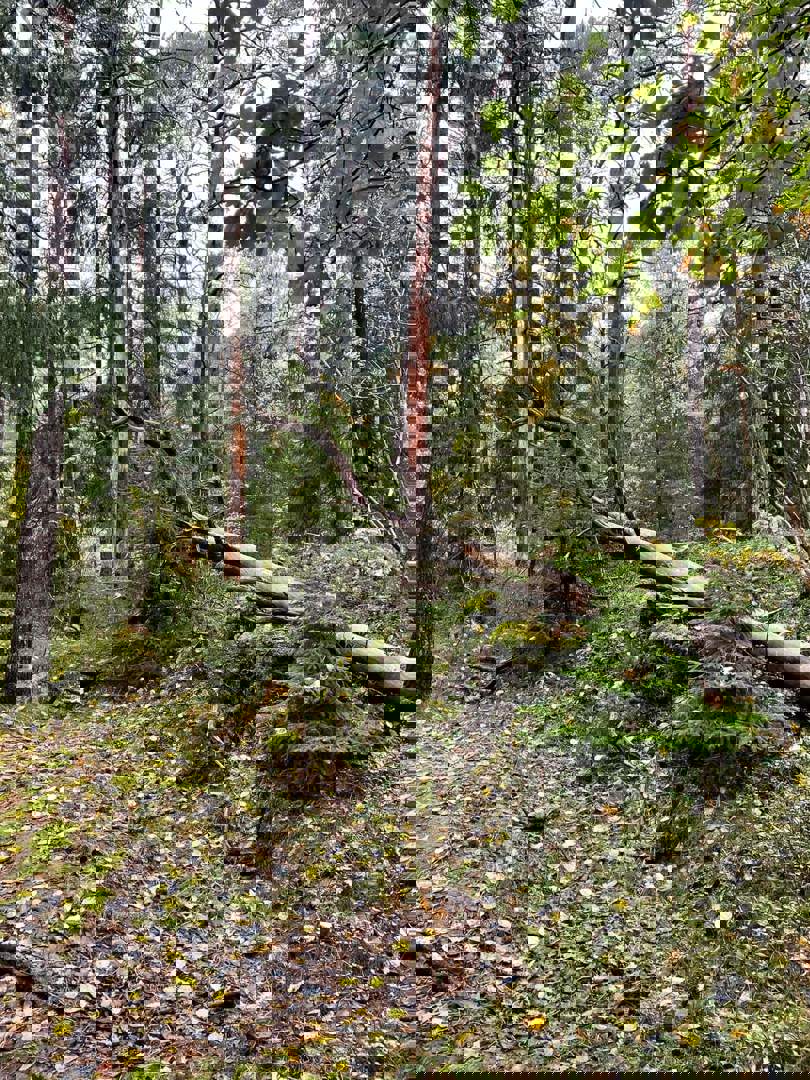 Tjøme2
