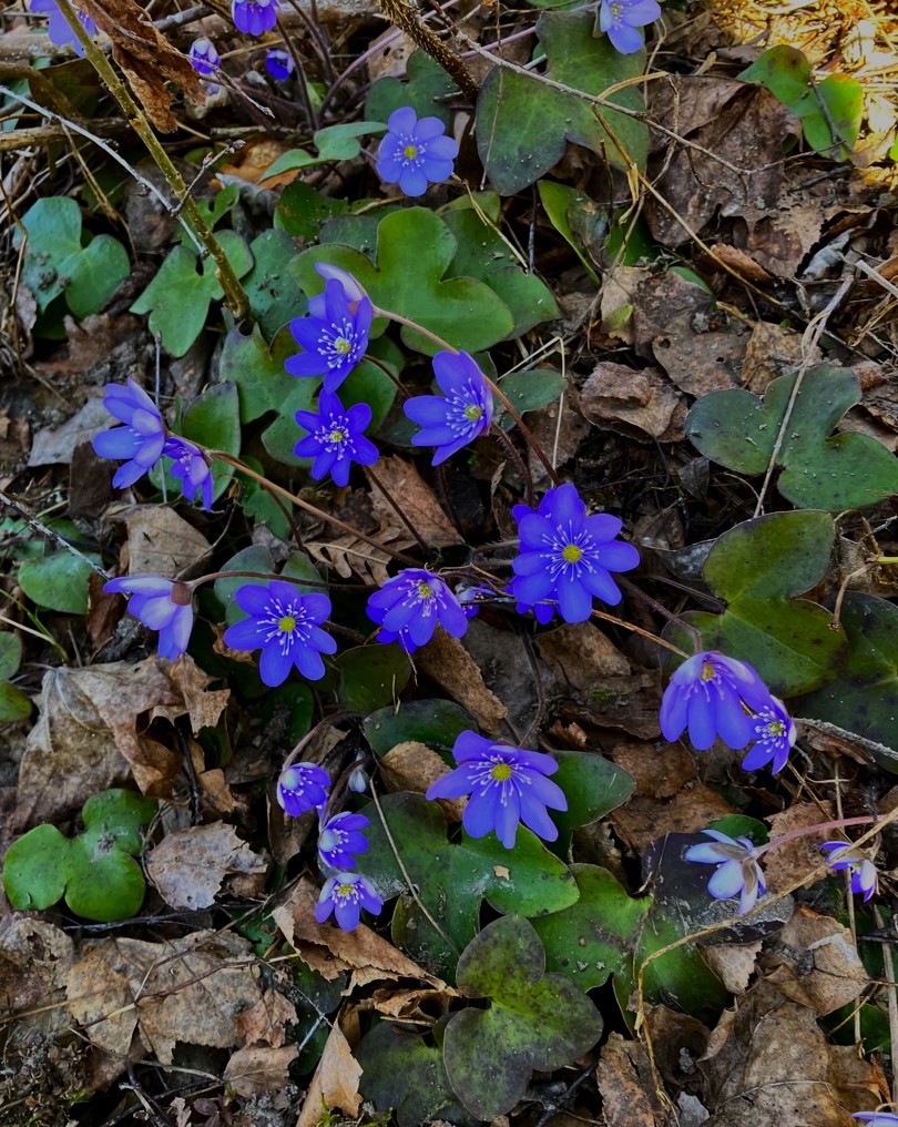Blåveis