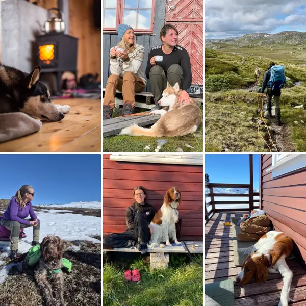 Bilder av hunder på tur