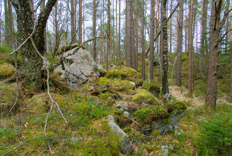 Skog med mose og trær