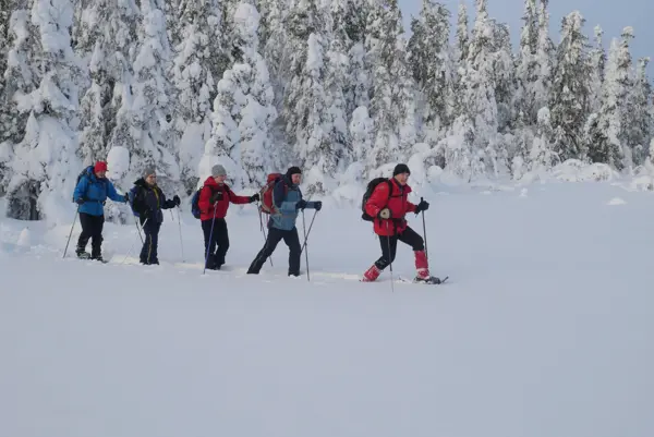 fem personer på truger, i snøkledd skog