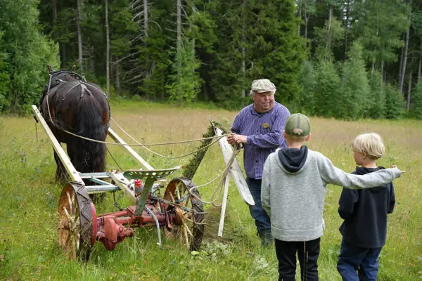Slåttonn på gamlemåten